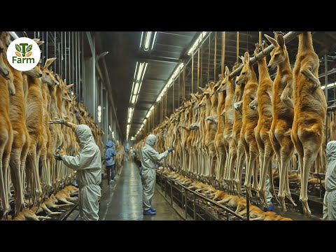 How Australian Farmers Harvest 10 Millions of Kangaroos | Processing Factory