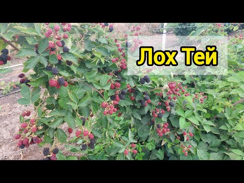 Ежевика Лох Тей в 2025 году отжигает!