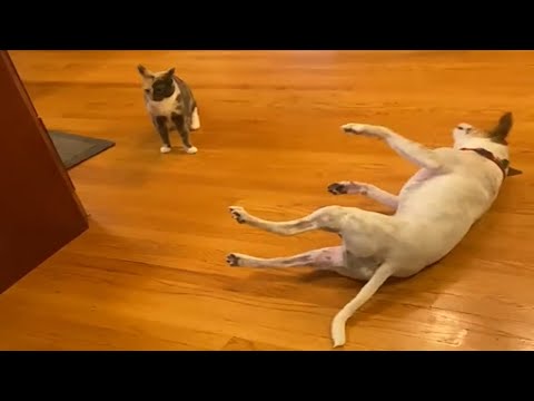 The Eternal Rivalry: CATS vs DOGS - Who's Cooler?
