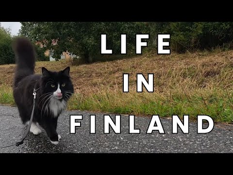 Life in Finland | kitty walks | art | grocery shopping