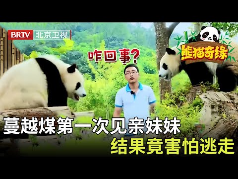 熊猫兄妹第一次相见本是喜事，结果蔓越煤竟害怕逃走，咋回事？ 【熊猫奇缘】#熊猫蔓越莓#熊猫#cute