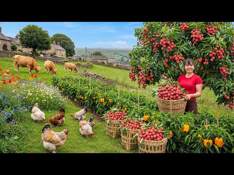 TIMELAPSE -- Harvesting Lychee Fruits & Vegetable and Raising Highland Cattle - Cooking Lychee Syrup