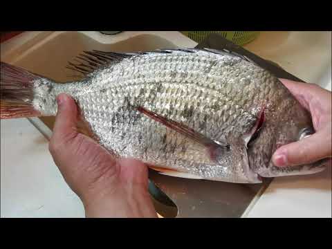 社長遊街市-荃灣楊屋道街市(Hong Kong Seafood Market)04Jul2021-唔開肚蒸大黃腳鱲(黃鰭棘鯛)(Acanthopagrus latus)