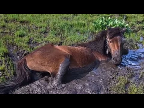 Trapped in Mud and Wire — Three Animals, Three Miracles of Kindness