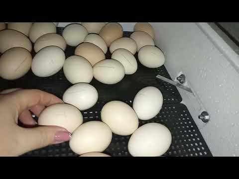 18-19 сутки инкубации цыплят в инкубаторе Несушка.Отключаем  поворот яиц,поднимаем влажность.