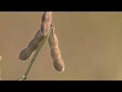 Farmers concerned as China buys no US soybeans
