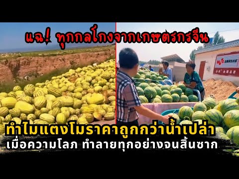 เกิดอะไรขึ้นที่จีน? เบื้องหลังแตงโมเน่าทิ้ง: เมื่อความโลภทำลายเกษตรกร สู่ปัญหาระดับชาติ
