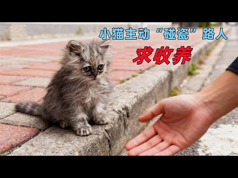流浪小猫为了活下去，主动找路人求收养，小猫太聪明了