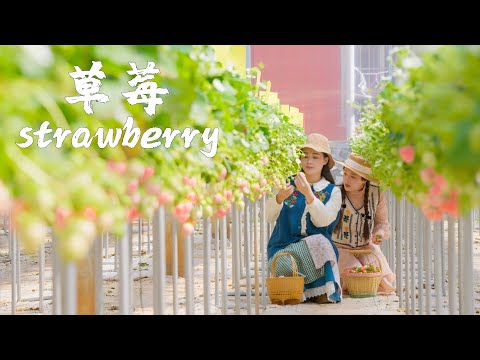 「一席一果」草莓——七彩云南，七彩草莓，哪一款才是你们的心头爱？【滇西小哥】