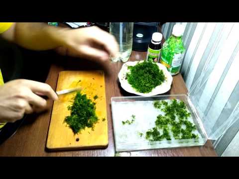 How to plant Java Moss