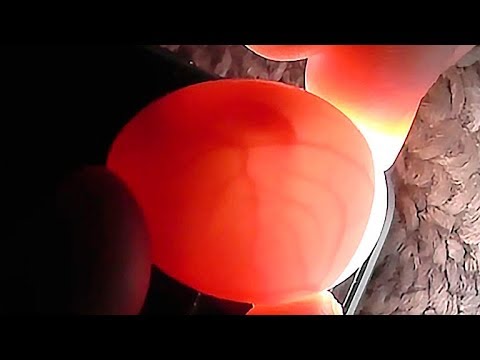 Разведение попугаев осень зима 2017 №5 Как и зачем просвечивать яйца. Первое яйцо пищит