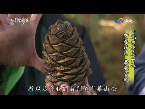【MIT台灣誌 #503】山風拂拂松針路~新春踏行 高嶺古道_1080p