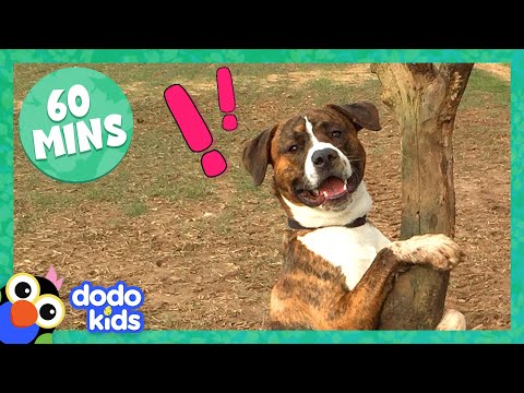Animals Who Just Can’t Wait To Tell You Their Stories | Dodo Kids | 1 Hour of Animal Videos For Kids