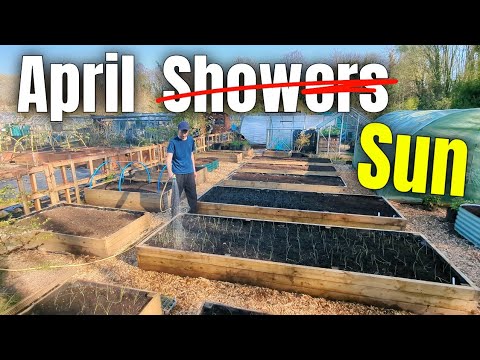 A VERY Dry Allotment Update In April