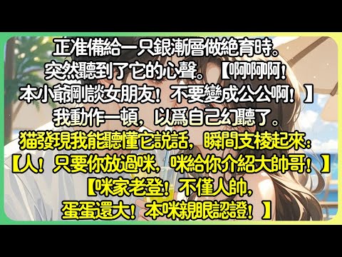 治癒現言💕正準備為一隻銀漸層做絕育時。突然聽到了它的心聲。我動作一頓，以為自己幻聽了。【人！只要你放過咪，咪給你介紹大帥哥！】【咪家老登！不只人帥，蛋蛋還大！本咪親眼認證！】#薄荷听书