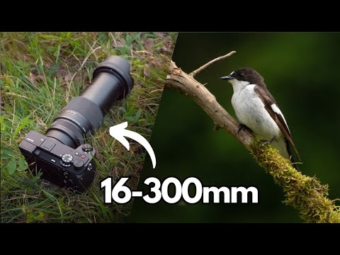 Nature Photography with Sigma 16-300mm | Birds & Landscapes