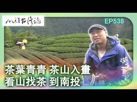 【MIT台灣誌 #538】茶葉青青 茶山入畫~看山找茶 到南投_1080p