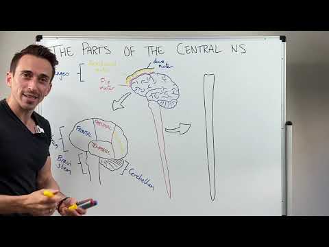 Overview of the Central Nervous System (CNS)