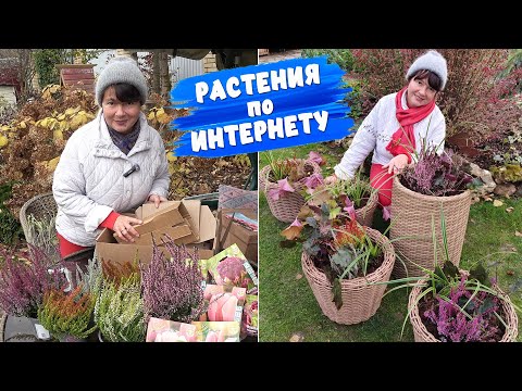 Накупила красоты на будущий год! Верески, тюльпаны, гортензии. МАСТЕР-КЛАСС по ПОСАДКЕ в КАШПО!