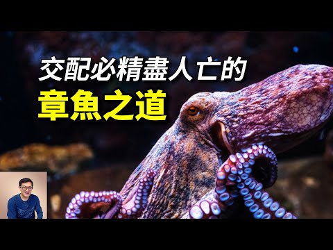 「超級短命」竟是成功之道？章魚和它的頭足綱兄弟們，到底為什麼智商這麼高？【老肉雜談】#動物 #海洋生物 #海鮮 #章魚 #octopus