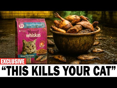 6 UK Cat Foods That You Should Cut ASAP!
