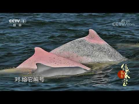 [我有传家宝]中华白海豚 | CCTV