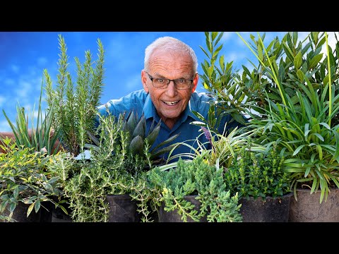 Best Low Maintenance Plants for ANY Garden