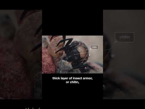 The Caddisfly Makes Its Own Waterproof Tape | #DeepLook #Shorts