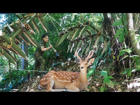 How to make traps to trap deer and wild boars, wild survival alone
