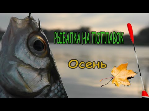 Рыбалка на поплавок ловля плотвы рыбалка в сентябре #fishing #рыбалка