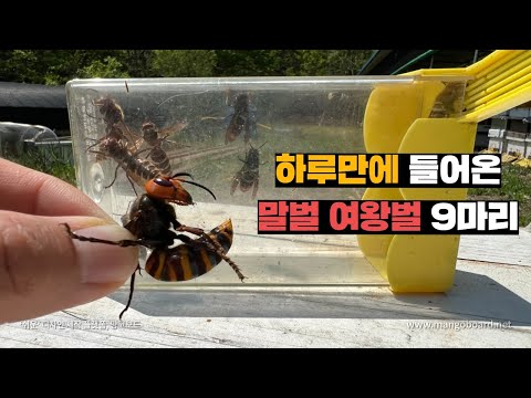 장수말벌여왕부터 등검은말벌여왕까지, 하루만에 9마리 들어옴.