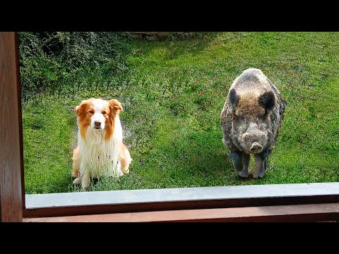 When your dog brings home a friend 😅Funniest Dog Video 2024