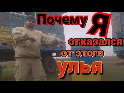 Почему я отказался от улья на 3 корпуса. Советы начинающим.