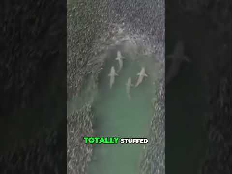 Sharks' Epic Moment 🦈🤯