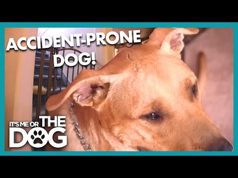 $15,000 in Damage: The Anxious Dog Who Jumped Through 8 Windows! | It's Me Or The Dog