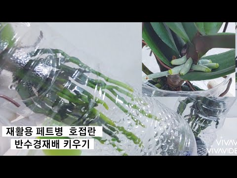 페트병 재활용 호접란 반 수경재배 만드는 방법과 뿌리가 쑥쑥 잘 자라게  키우는 방법.