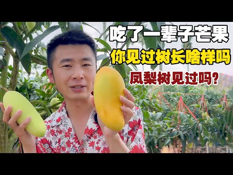 From Mangoes to Trees: Tracing Over 1000km Back to the Source