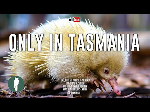Tasmania: The Island that became another world | 4K Wildlife Documentary | Original Content