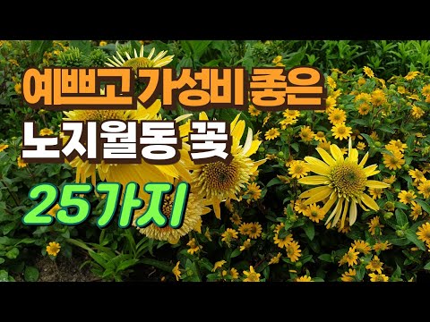 예쁘고 가성비 좋은 노지월동 꽃 25가지