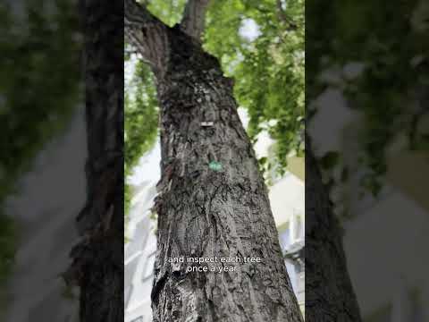 Solving a Berlin mystery