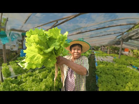 ผักยายเตี้ยทั้งดก ทั้งเยอะ กินเกือบไม่ทันในช่วงฤดูหนาว มาชมกันจ้าเยอะมากเลยมีอะไรบ้าง