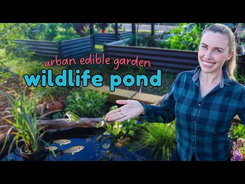 10 EASY steps to create a small wildlife pond - from start to finish