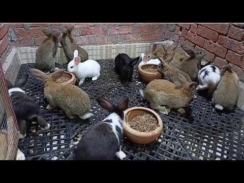 اعلا انتاج وتحويل لحم في التربيه علي الارض بس بشروط