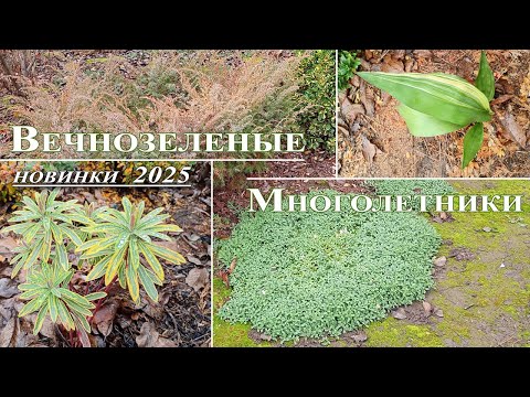 New evergreen perennials in my garden. 2025.