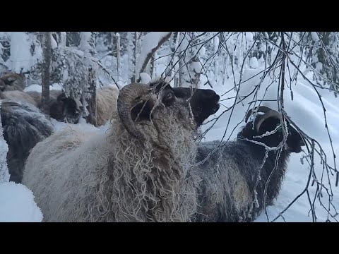 Winter life at the small farm , offgrid in Norway, 90 cm of snow and ice rain
