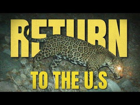 Can The U.S Sustain The Jaguar?