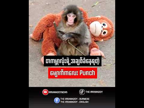 တကမ္ဘာလုံးရဲ့ အချစ်ခံနေရတဲ့ မျောက်ကလေး Punch