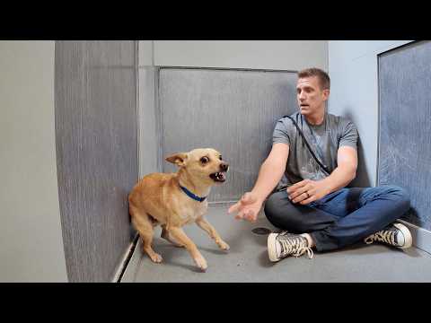 This Dog Tried Attacking Everyone..Then I Read What His Owner Wrote About Him