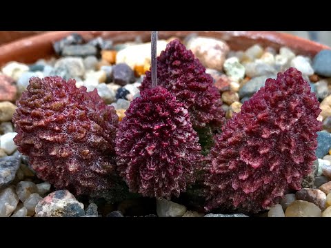 Цеолит для растений и другие компоненты минерального субстрата