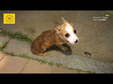 Sick Puppy Doesn't Understand Why His Owner Abandoned Him, Can Only Lie Helplessly